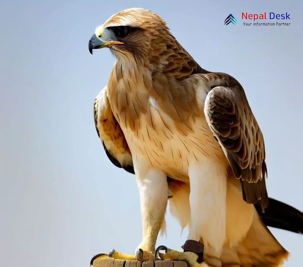 The Majestic Booted Eagle A Graceful Flight Nepal Desk